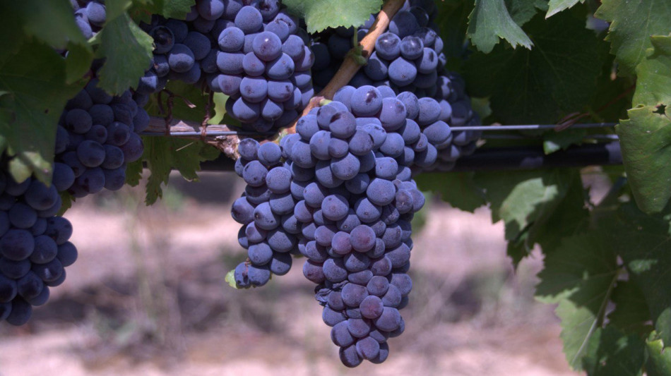 Scatta vendemmia in anticipo per caldo, attesi 45 mln ettolitri
