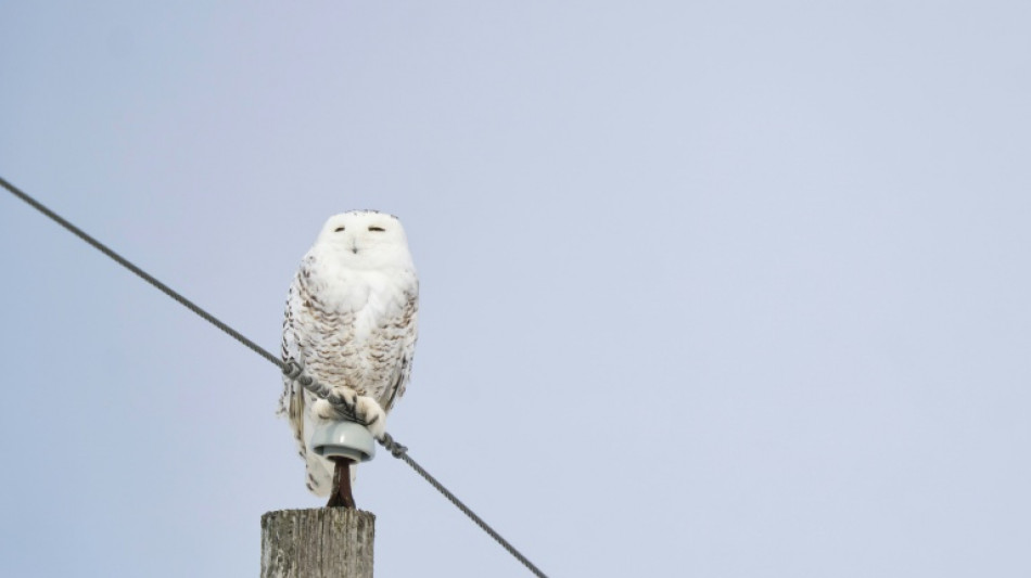Protection internationale pour 40 nouvelles esp&egrave;ces migratrices