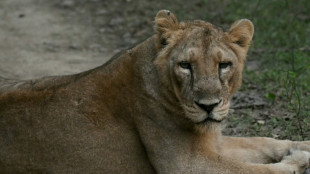 Indian pride as Asiatic lions roar back