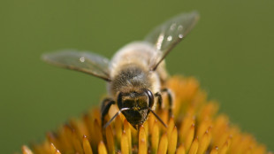 Gericht best&auml;tigt Verbot von Haltung von Bienenv&ouml;lkern auf Balkon