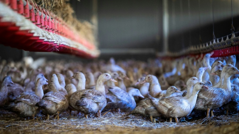 Grippe aviaire: le niveau risque d&eacute;sormais "&eacute;lev&eacute;" en France, confinement des volailles