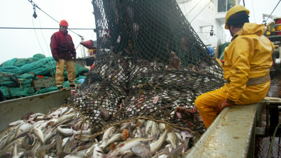 Fischereiquoten in der Ostsee: Weiter Fangverbote f&uuml;r Dorsch und Hering