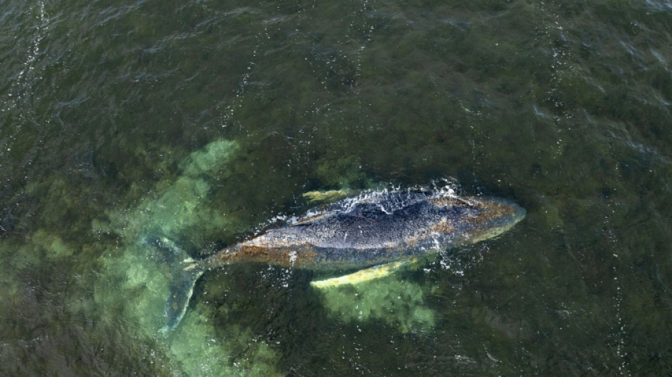 Buckelwal in Ostsee wieder aufgetaucht
