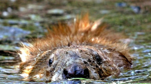 Biber fluten Wald: Bundesverwaltungsgericht st&auml;rkt Rechte von Eigent&uuml;mern