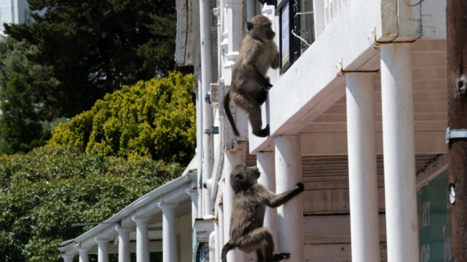 As baboons become bolder, Cape Town battles for solutions