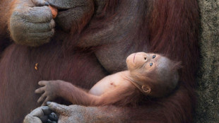 Naissance au zoo de Madrid d'un orang-outan de Born&eacute;o, une esp&egrave;ce menac&eacute;e d'extinction