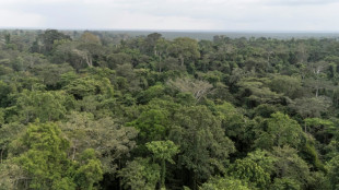 Rescued orphaned elephant highlights Nigeria's conservation fight