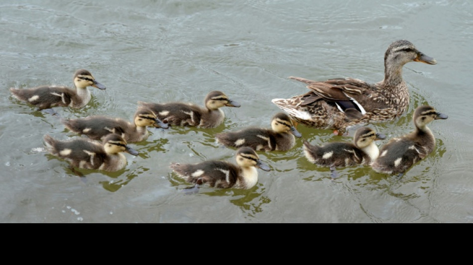 Ausflug von Entenfamilie sorgt in Weimarer Innenstadt f&uuml;r Aufsehen