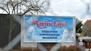 Au Canada, l'avenir incertain des b&eacute;lugas de Marineland menac&eacute;s d'euthanasie