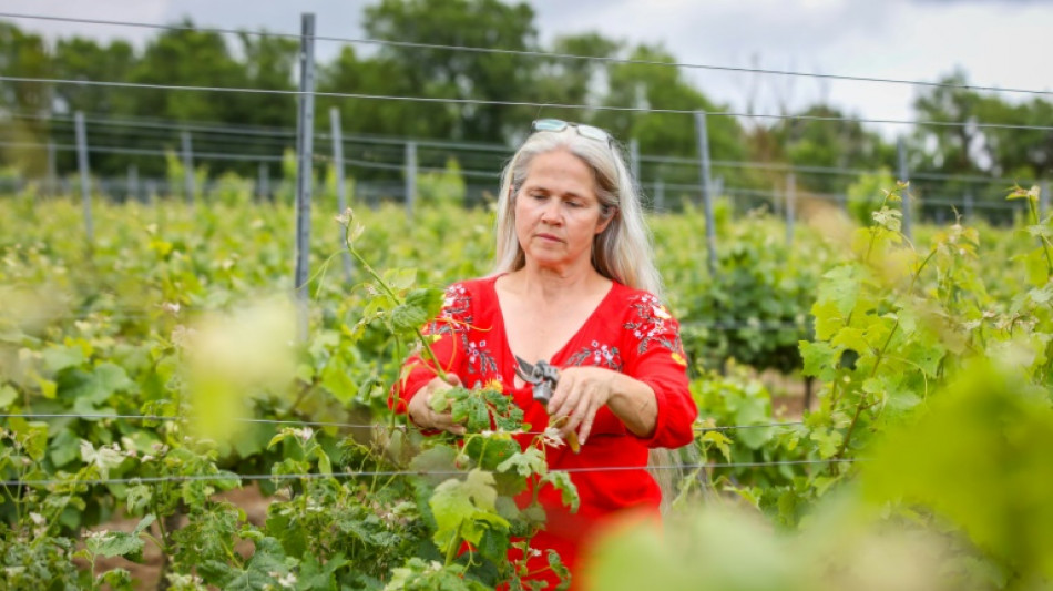 Avec le changement climatique, l'Irlande cherche sa place sur la plan&egrave;te vinicole