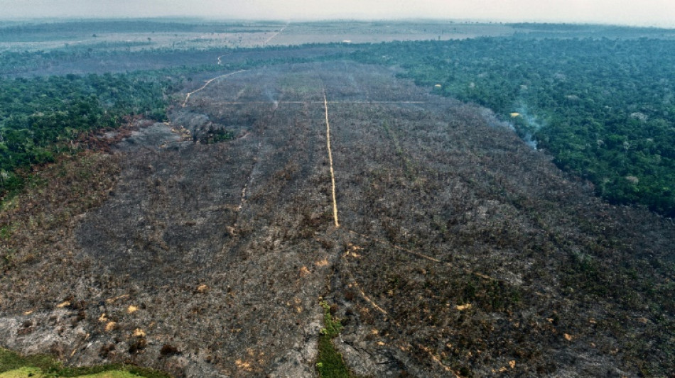 Greenpeace: Deutsche Finanzinstitute investieren stark in waldsch&auml;dliche Branchen