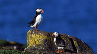 La disminución de frailecillos causa preocupación en pequeña isla escocesa