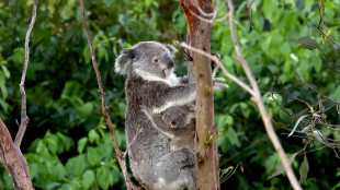 Australien stoppt Abholzung an Teilen seiner Ostküste für Koala-Nationalpark