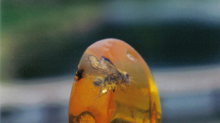 Scoperta l'ambra pi&ugrave; antica al mondo, ha 385 milioni di anni