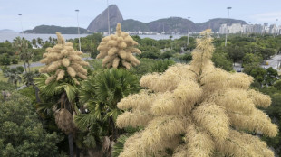 Espectáculo botánico en Rio: palmeras florecen por única vez antes de morir