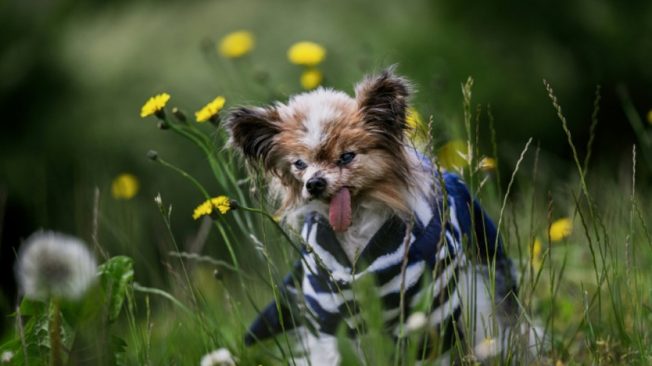 Cachorro 'mais velho do mundo' morre aos 30 anos