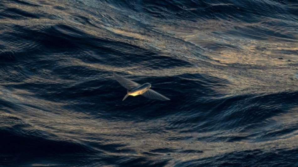 What does the UN high seas treaty mean for protecting the ocean?