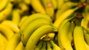 Kokain in Bananenattrappen versteckt: Haftstrafen für zwei Männer in Hamburg