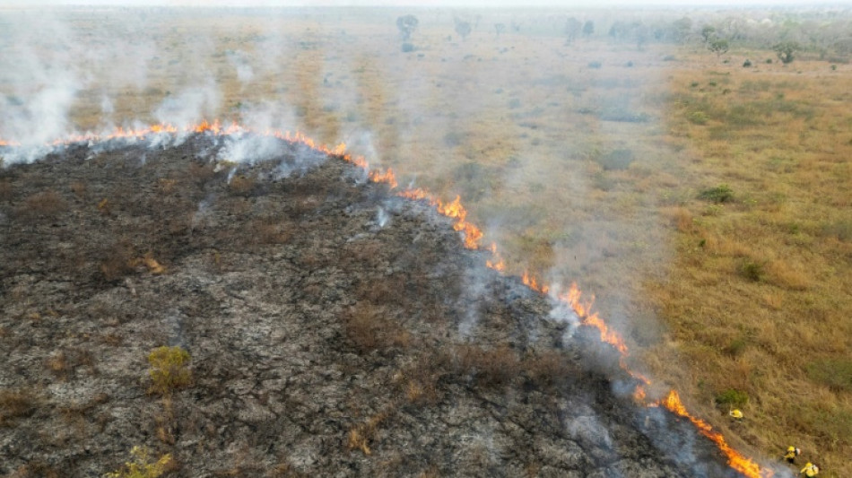 Récord de destrucción de bosques tropicales en 2024, con un grave deterioro en Brasil y Bolivia