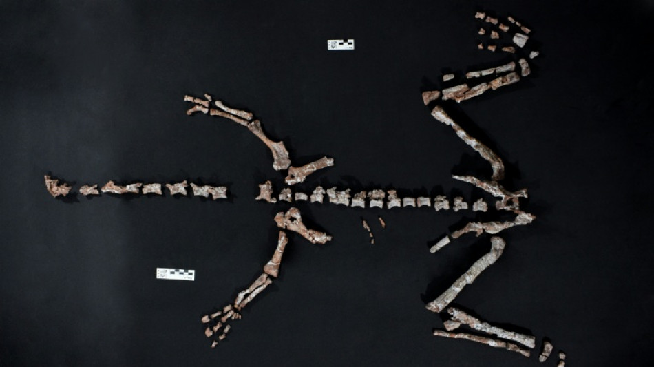 Hallan uno de los dinosaurios más antiguos del mundo en Argentina