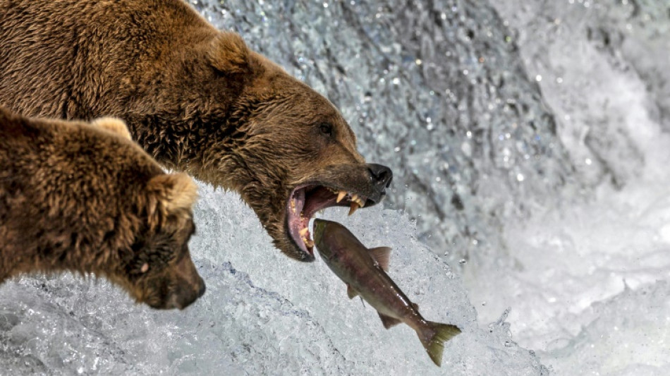 En Alaska, les ours rempilent pour leur concours de poids lourds