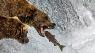 En Alaska, les ours rempilent pour leur concours de poids lourds