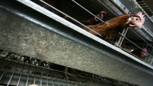 Rischio salmonella, ritirati dai supermercati Usa 19 milioni di uova